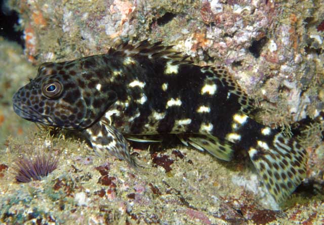 (Cirrhitus) Род КУДРЕПЕРЫ 4 вида